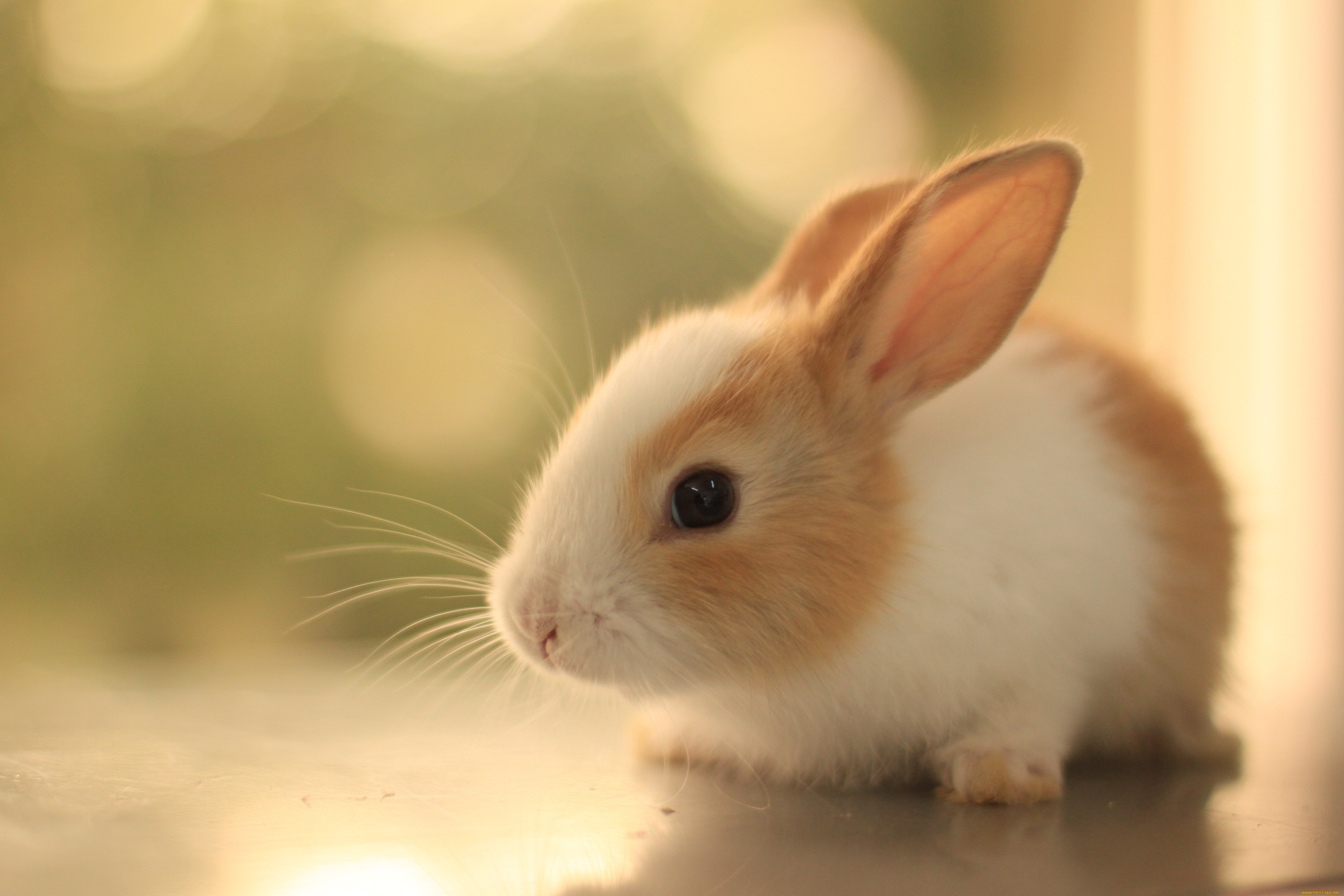 Cute teen picture. Бунни рэббит. Красивый кролик. Милые зверьки. Животные кролики.